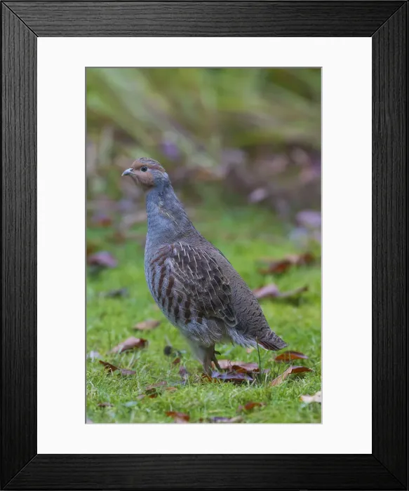 Framed Print : Picture No. 12010511 Framed Print : Picture No. 12010511