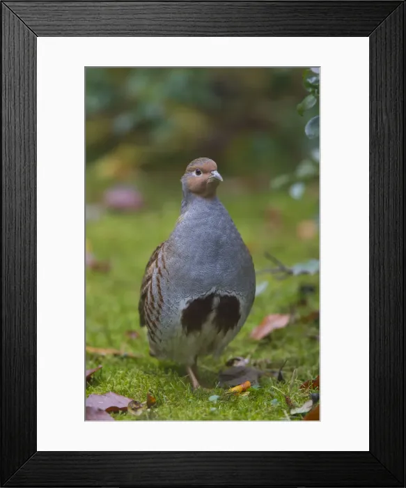 Framed Print : Picture No. 12010512 Framed Print : Picture No. 12010512