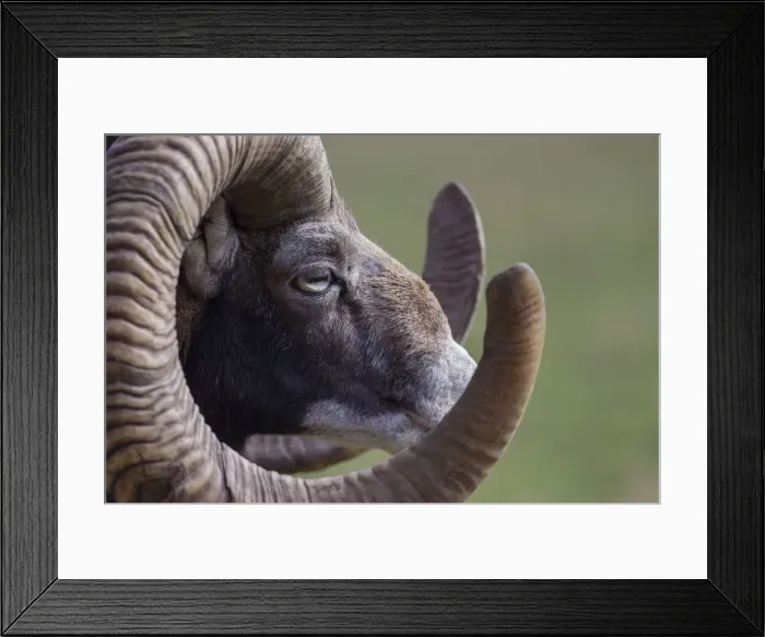 Framed Print : Picture No. 12010520 Framed Print : Picture No. 12010520