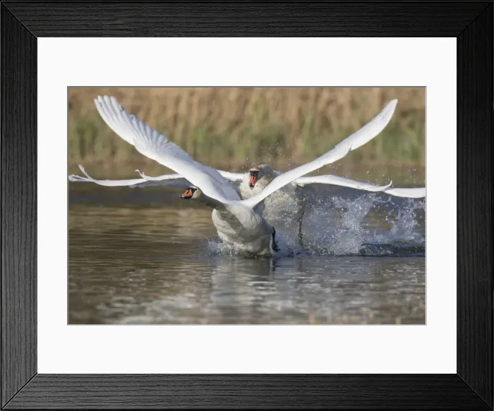 Framed Print : Picture No. 12010521 Framed Print : Picture No. 12010521