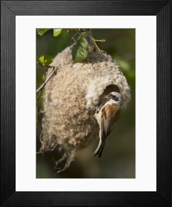 Framed Print : Picture No. 12010522 Framed Print : Picture No. 12010522