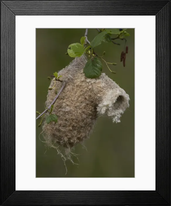 Framed Print : Picture No. 12010523 Framed Print : Picture No. 12010523