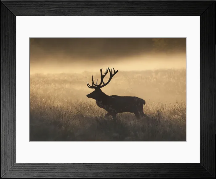 Framed Print : Picture No. 12010524 Framed Print : Picture No. 12010524