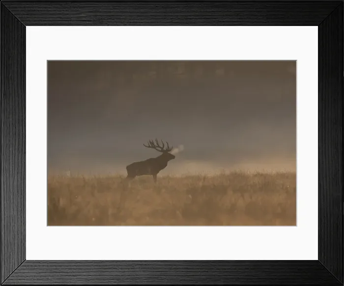 Framed Print : Picture No. 12010527 Framed Print : Picture No. 12010527