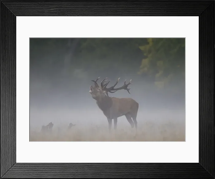 Framed Print : Picture No. 12010529 Framed Print : Picture No. 12010529