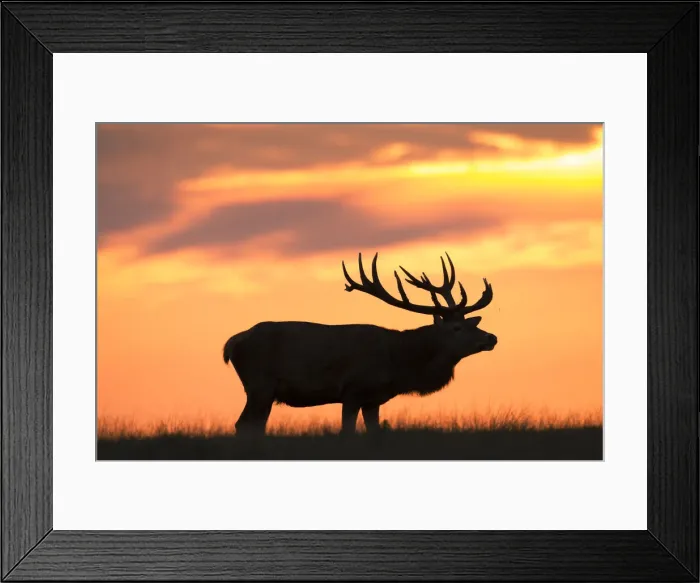 Framed Print : Picture No. 12010531 Framed Print : Picture No. 12010531