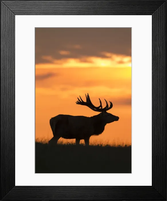 Framed Print : Picture No. 12010532 Framed Print : Picture No. 12010532