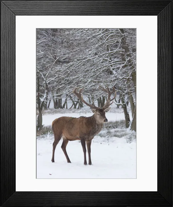 Framed Print : Picture No. 12010533 Framed Print : Picture No. 12010533