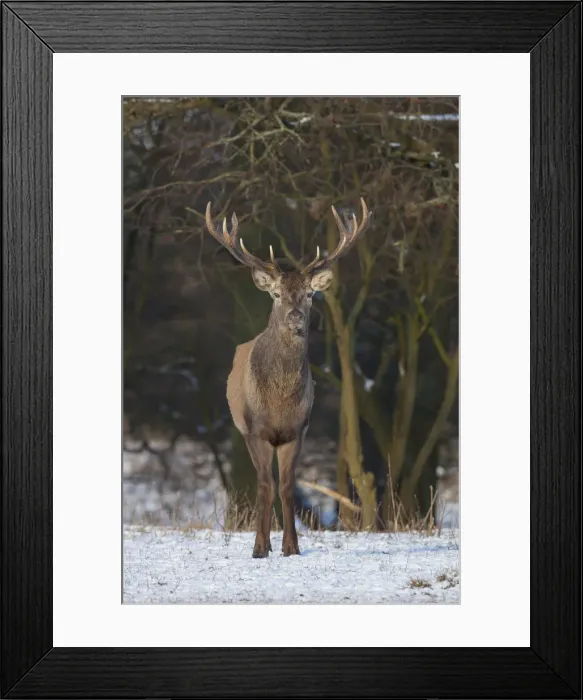 Framed Print : Picture No. 12010534 Framed Print : Picture No. 12010534