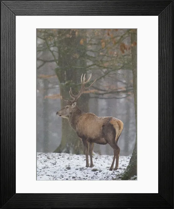 Framed Print : Picture No. 12010535 Framed Print : Picture No. 12010535