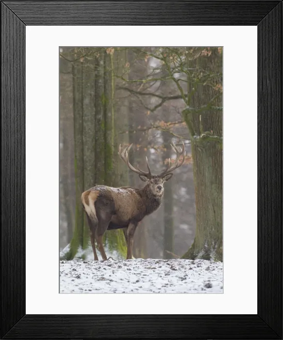 Framed Print : Picture No. 12010536 Framed Print : Picture No. 12010536