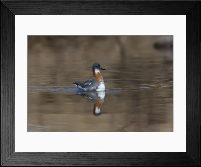 Framed Print : Picture No. 12010537 Framed Print : Picture No. 12010537