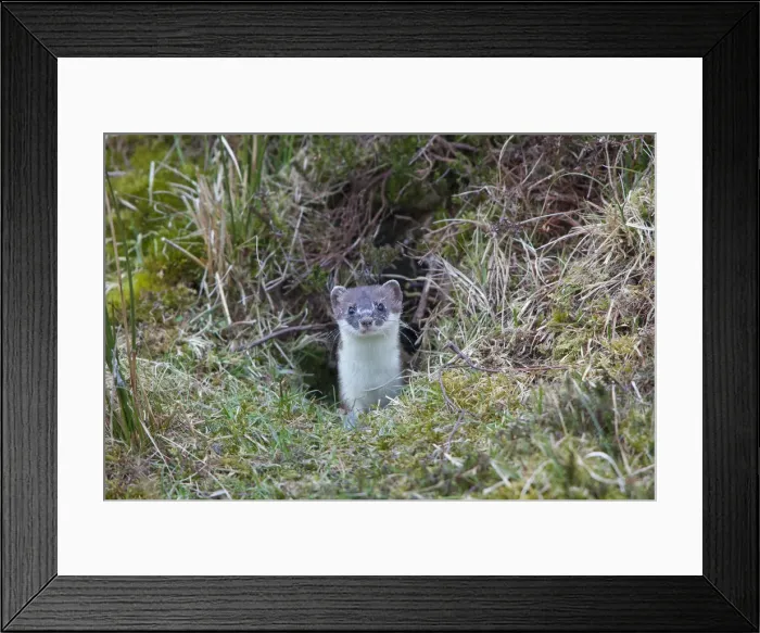 Framed Print : Picture No. 12010544 Framed Print : Picture No. 12010544