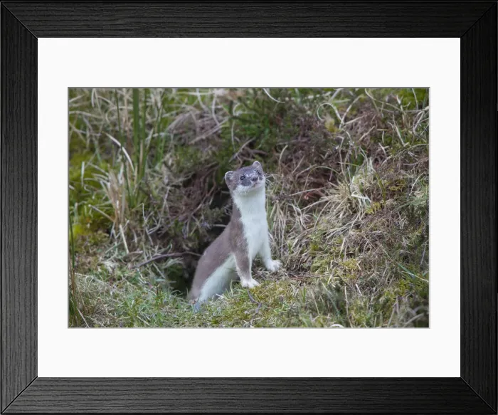 Framed Print : Picture No. 12010545 Framed Print : Picture No. 12010545