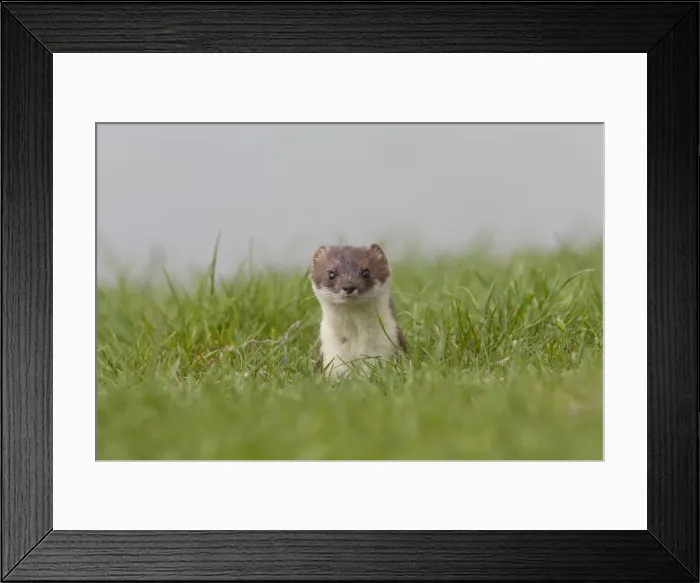 Framed Print : Picture No. 12010546 Framed Print : Picture No. 12010546
