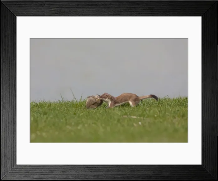 Framed Print : Picture No. 12010547 Framed Print : Picture No. 12010547