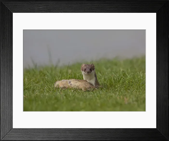 Framed Print : Picture No. 12010548 Framed Print : Picture No. 12010548