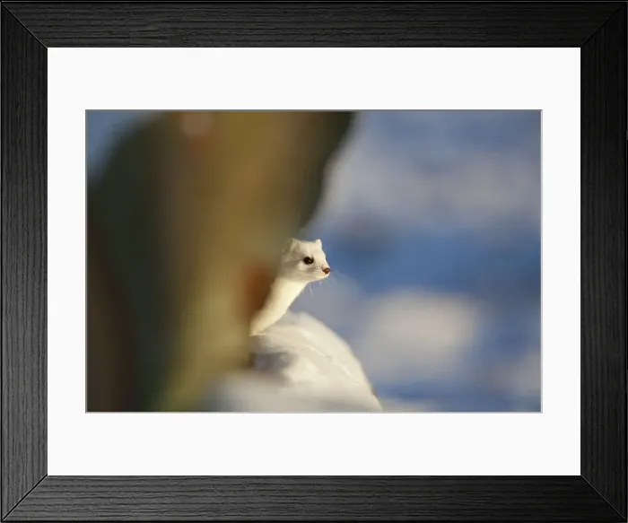 Framed Print : Picture No. 12010549 Framed Print : Picture No. 12010549
