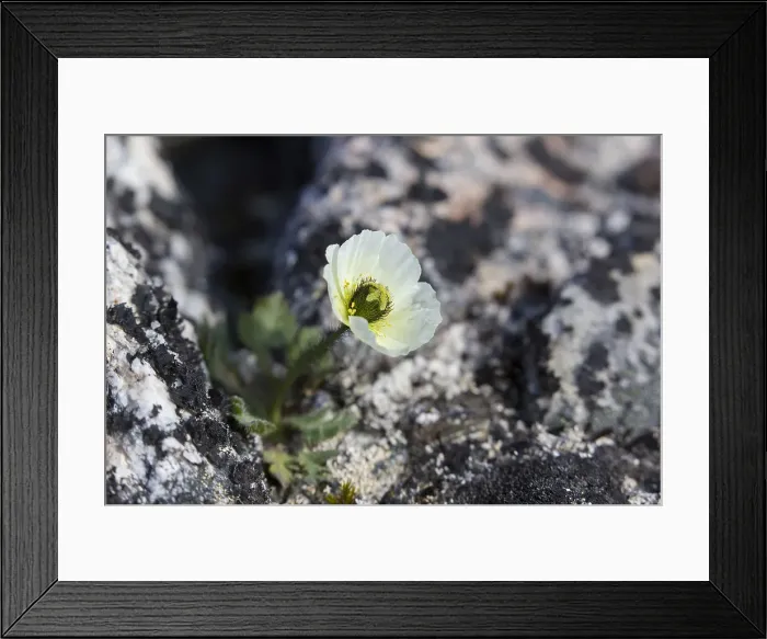 Framed Print : Picture No. 12010550