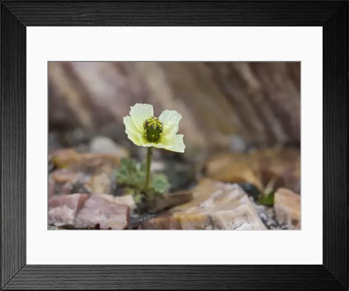 Framed Print : Picture No. 12010551 Framed Print : Picture No. 12010551