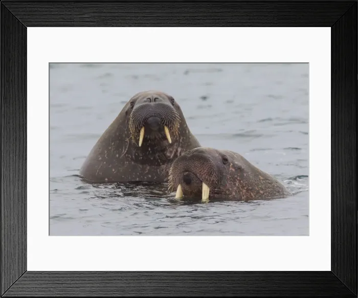 Framed Print : Picture No. 12010552 Framed Print : Picture No. 12010552