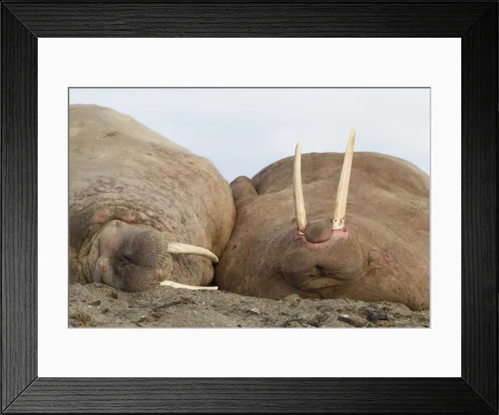 Framed Print : Picture No. 12010554 Framed Print : Picture No. 12010554