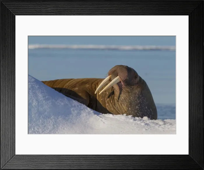 Framed Print : Picture No. 12010556 Framed Print : Picture No. 12010556