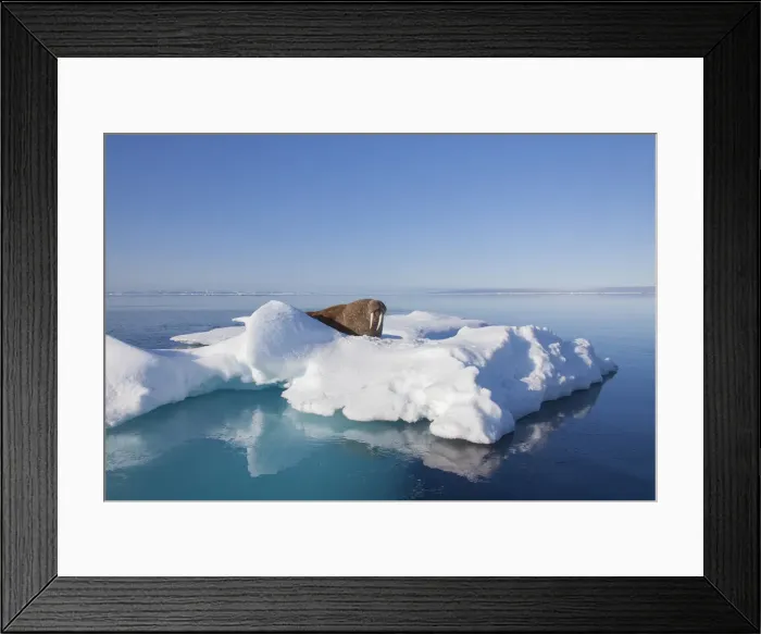 Framed Print : Picture No. 12010557 Framed Print : Picture No. 12010557