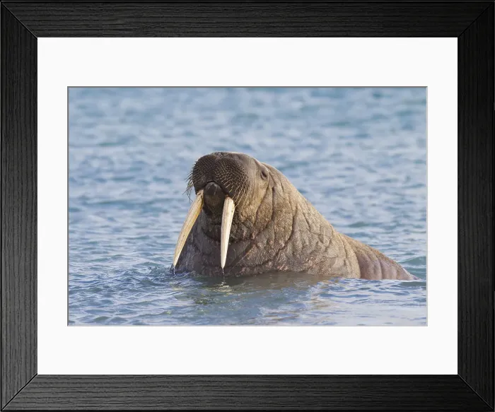 Framed Print : Picture No. 12010558 Framed Print : Picture No. 12010558