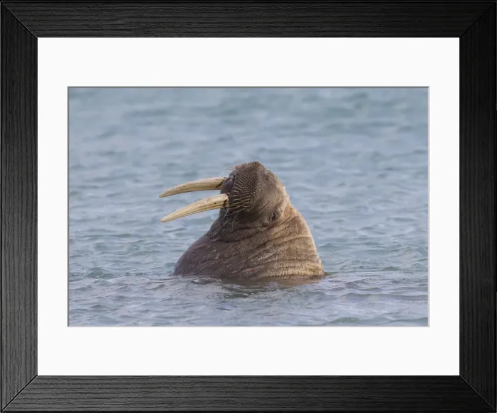 Framed Print : Picture No. 12010559 Framed Print : Picture No. 12010559