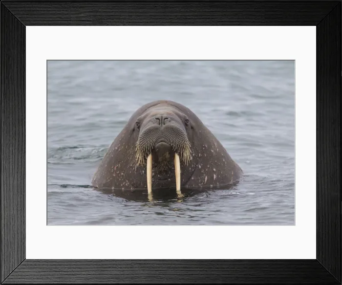 Framed Print : Picture No. 12010560 Framed Print : Picture No. 12010560