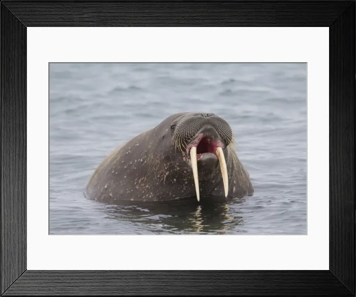 Framed Print : Picture No. 12010561 Framed Print : Picture No. 12010561