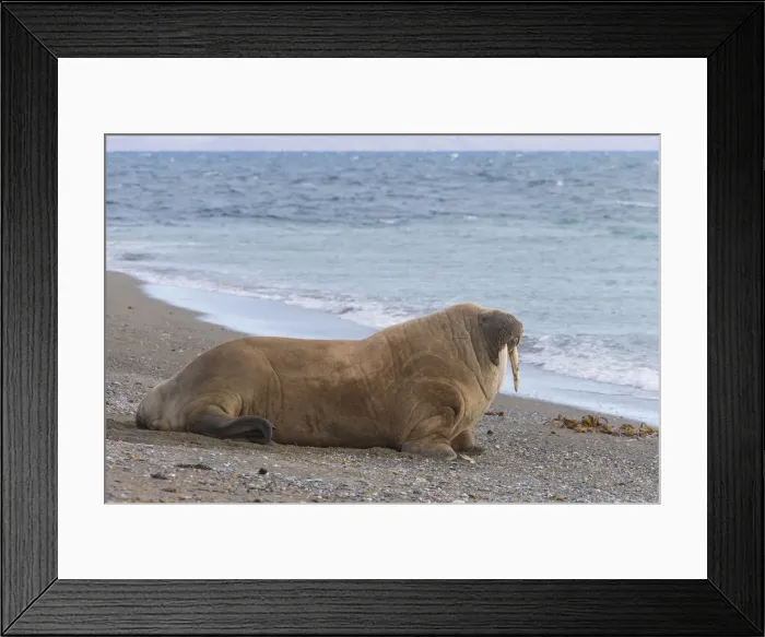 Framed Print : Picture No. 12010562 Framed Print : Picture No. 12010562