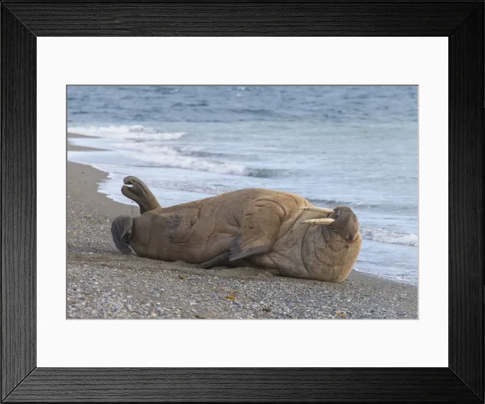 Framed Print : Picture No. 12010563 Framed Print : Picture No. 12010563