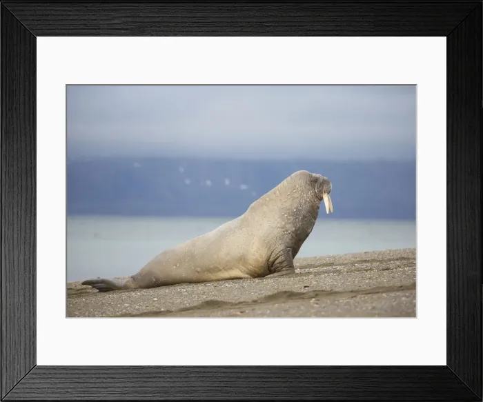 Framed Print : Picture No. 12010564 Framed Print : Picture No. 12010564