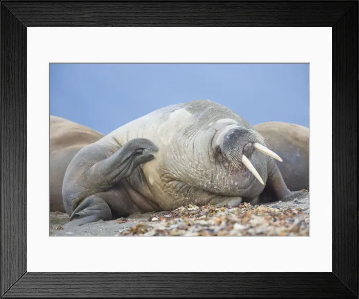 Framed Print : Picture No. 12010565 Framed Print : Picture No. 12010565