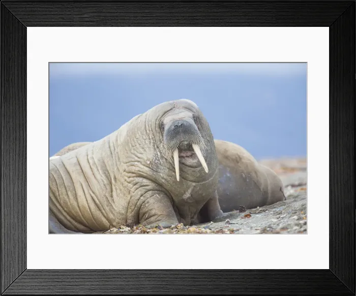 Framed Print : Picture No. 12010566 Framed Print : Picture No. 12010566