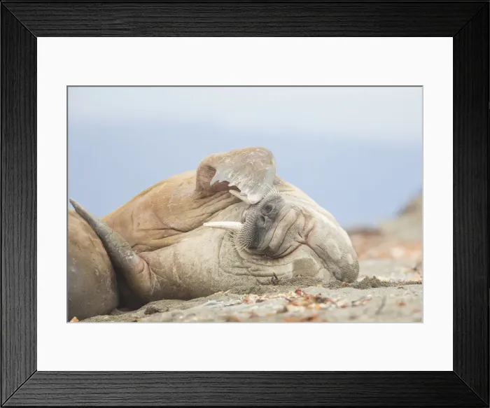 Framed Print : Picture No. 12010567 Framed Print : Picture No. 12010567