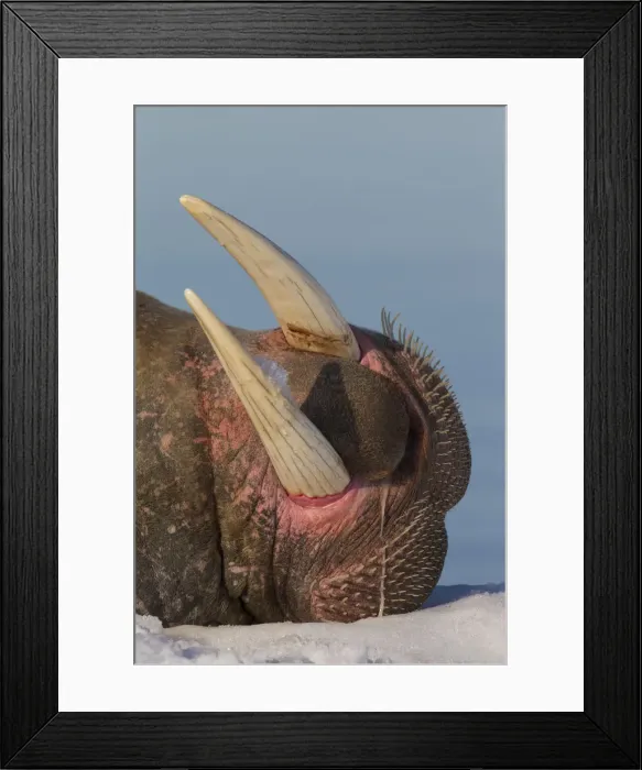 Framed Print : Picture No. 12010568 Framed Print : Picture No. 12010568