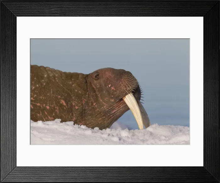 Framed Print : Picture No. 12010569 Framed Print : Picture No. 12010569