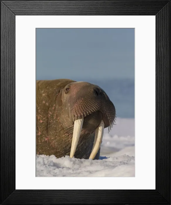 Framed Print : Picture No. 12010570 Framed Print : Picture No. 12010570