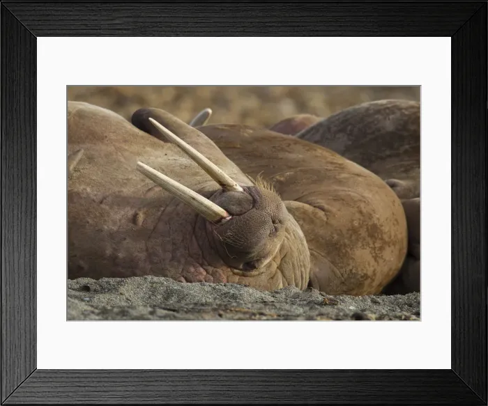 Framed Print : Picture No. 12010571 Framed Print : Picture No. 12010571