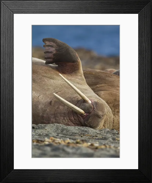 Framed Print : Picture No. 12010572 Framed Print : Picture No. 12010572