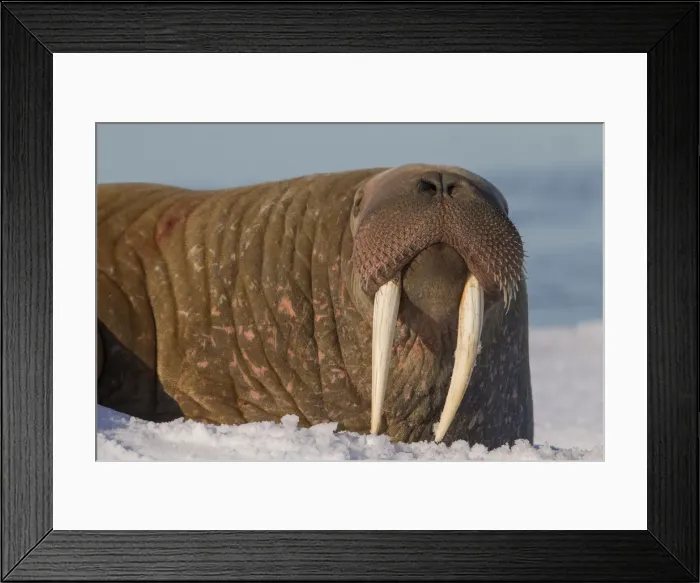 Framed Print : Picture No. 12010573 Framed Print : Picture No. 12010573