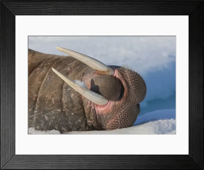 Framed Print : Picture No. 12010574 Framed Print : Picture No. 12010574