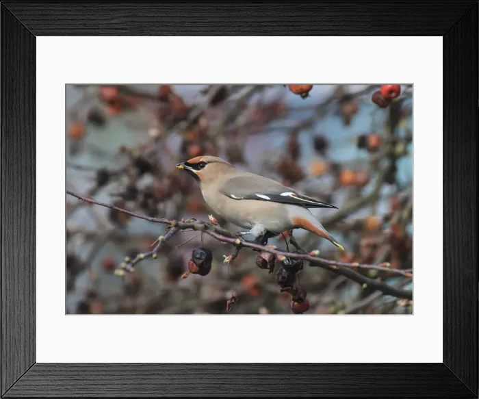 Framed Print : Picture No. 12010576 Framed Print : Picture No. 12010576