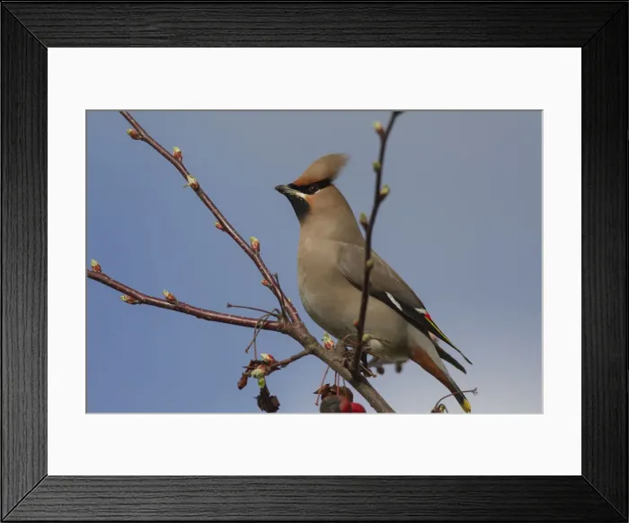 Framed Print : Picture No. 12010577 Framed Print : Picture No. 12010577