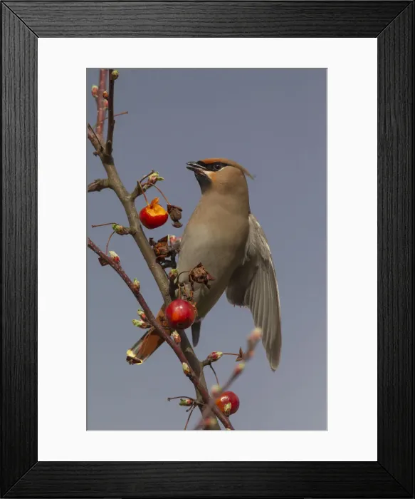 Framed Print : Picture No. 12010578 Framed Print : Picture No. 12010578