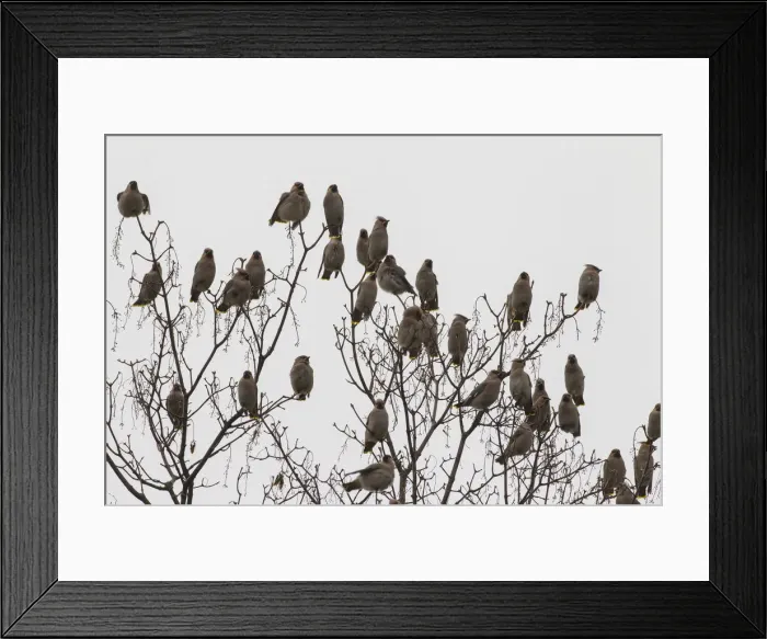 Framed Print : Picture No. 12010579 Framed Print : Picture No. 12010579