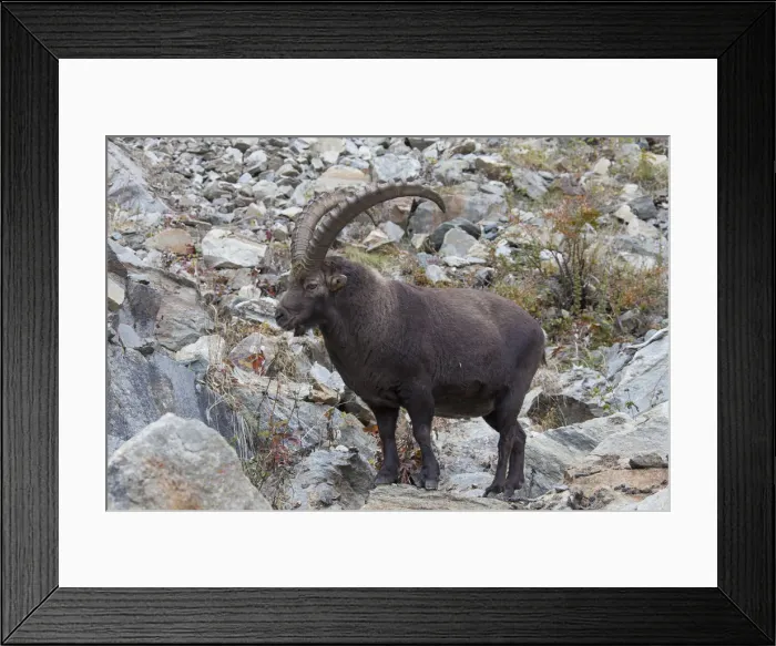 Framed Print : Picture No. 12010776 Framed Print : Picture No. 12010776